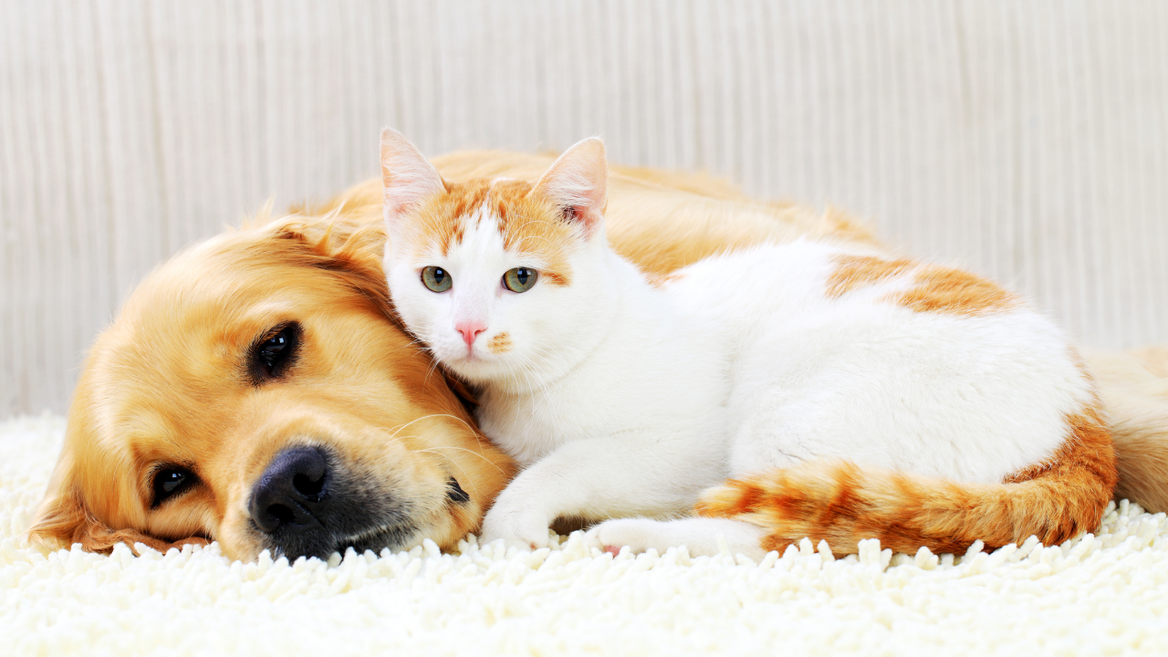 How Pet Aftercare Services Can Help in the Grieving Process