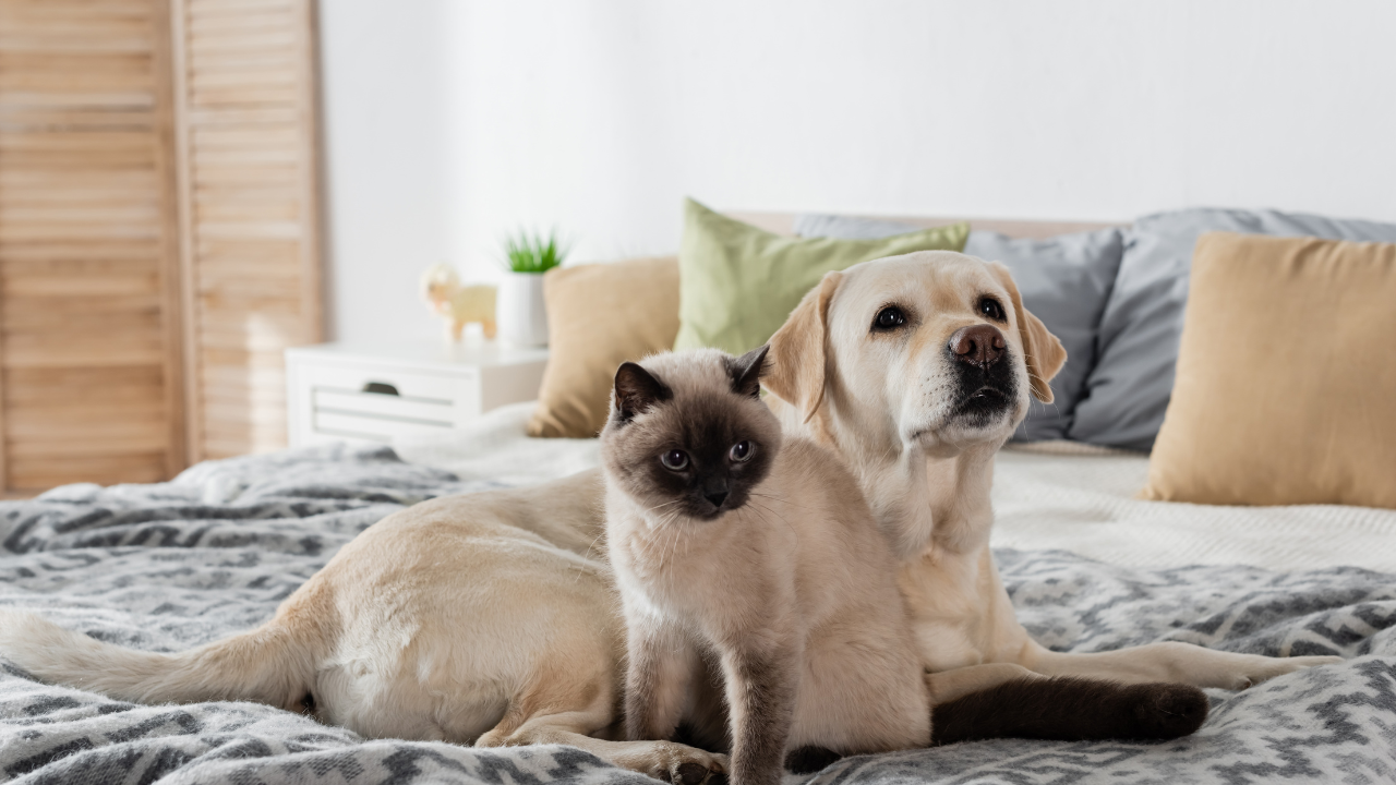 End-of-Life Care for Pets: Ensuring Comfort and Dignity