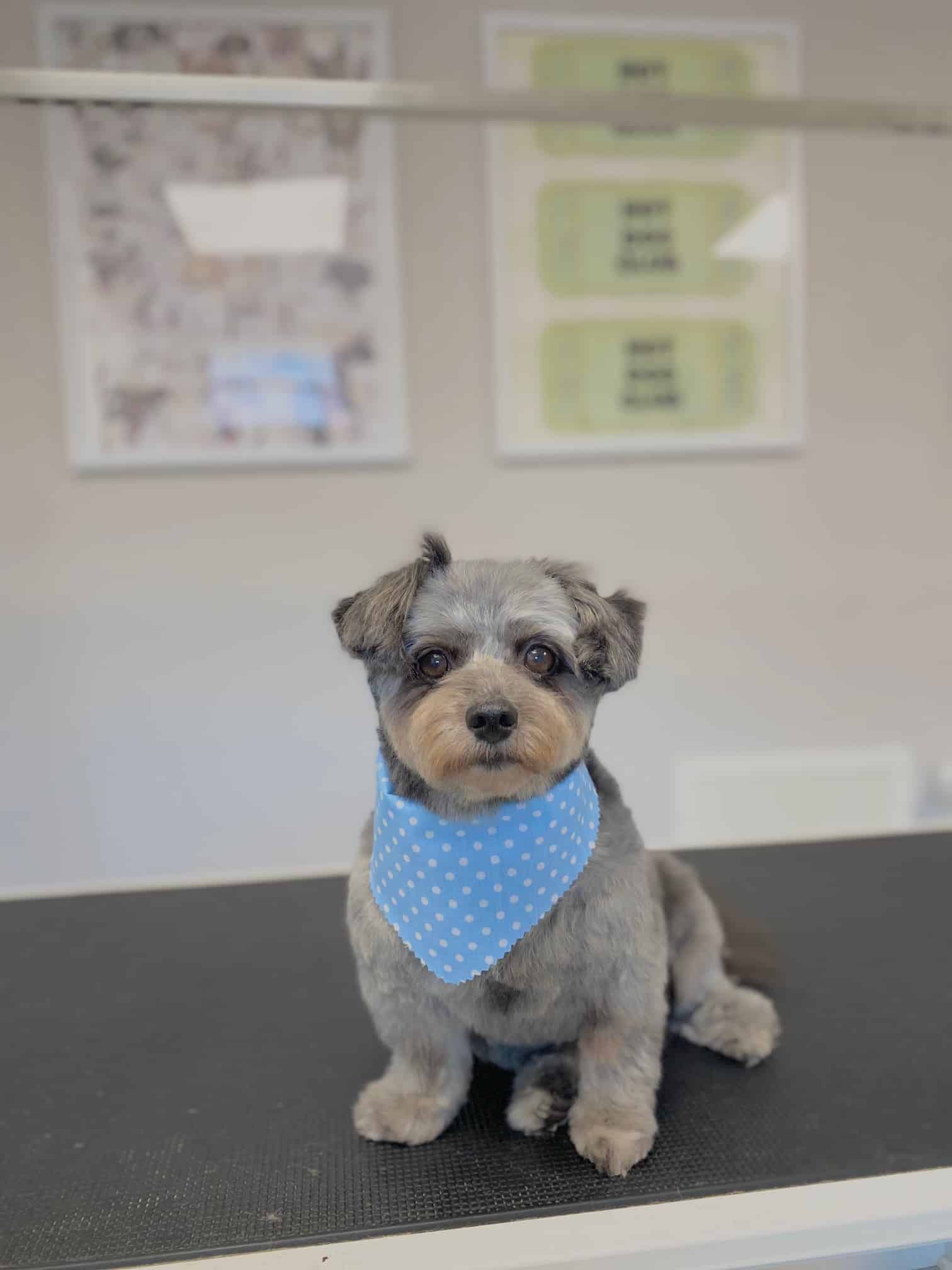 Tank - Hamilton-Niagara Veterinary Mobile Euthanasia Services