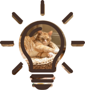 Senior Pet Care for cats with Hamilton-Niagara Veterinary Mobile Euthanasia Services in Ontario