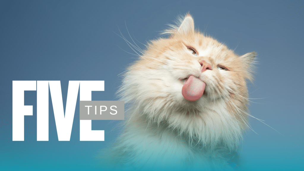 Senior Pet Care for dogs at Hamilton-Niagara Veterinary Mobile Euthanasia Services in Ontario home setting