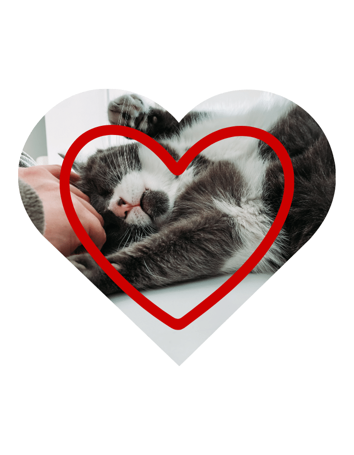 In home euthanasia in Hamilton provided by Hamilton-Niagara Veterinary Mobile Euthanasia Services focused on comfort