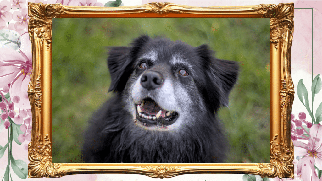 Dog photo in a frame surrounded by flowers as a pet memorial in Hamilton